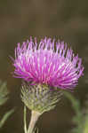 Spiny plumeless thistle